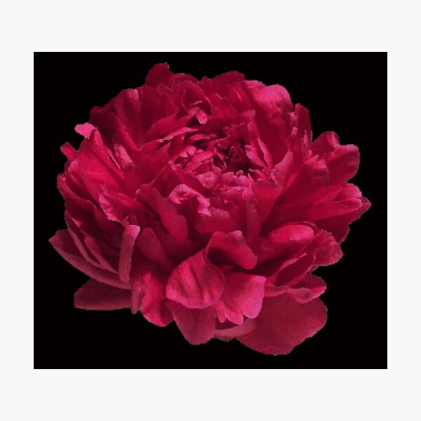 Item preview, Scarlet Red Peony Close-up on Black Background designed and sold by InalterataArt.