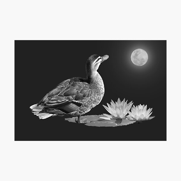 DUCK BY MOONLIGHT Photographic Print