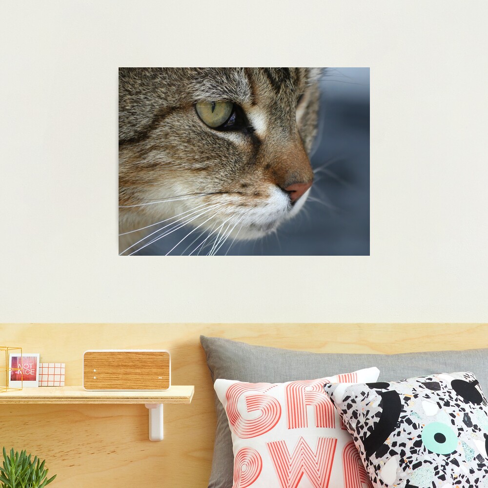 Lilly the house cat Photographic Print