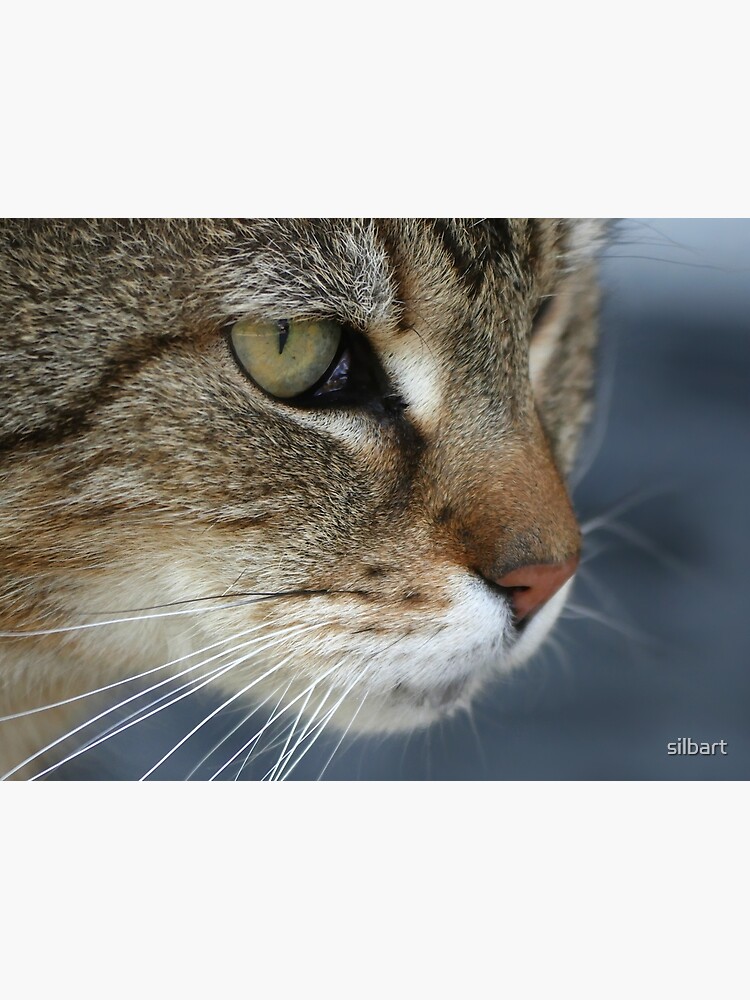 Lilly the house cat by silbart