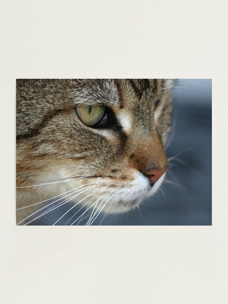 Alternate view of Lilly the house cat Photographic Print