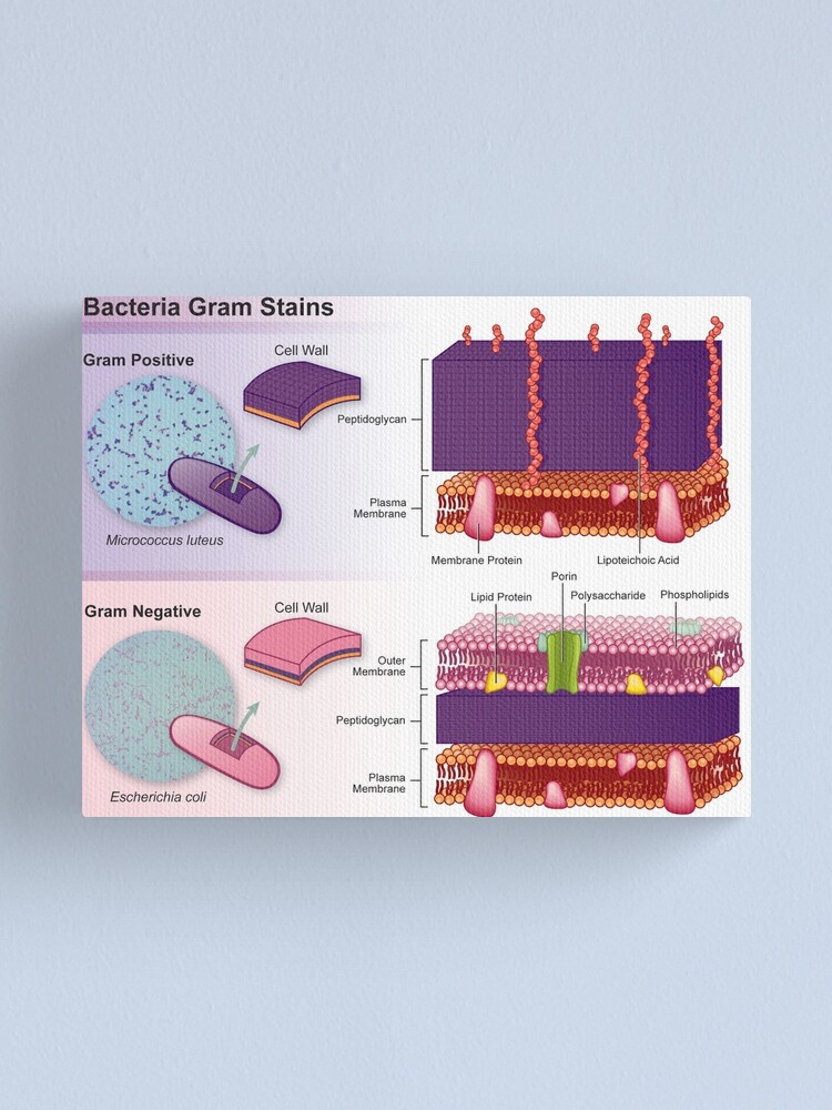 gram positive vs gram negative cells on a slide