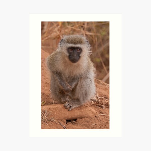 Vervet Monkey at Pafuri, Kruger National Park, South Africa Art Print