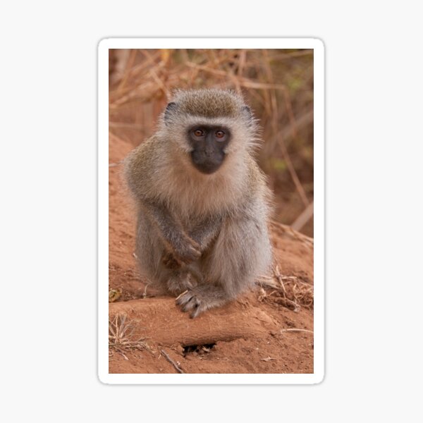 Vervet Monkey at Pafuri, Kruger National Park, South Africa Sticker