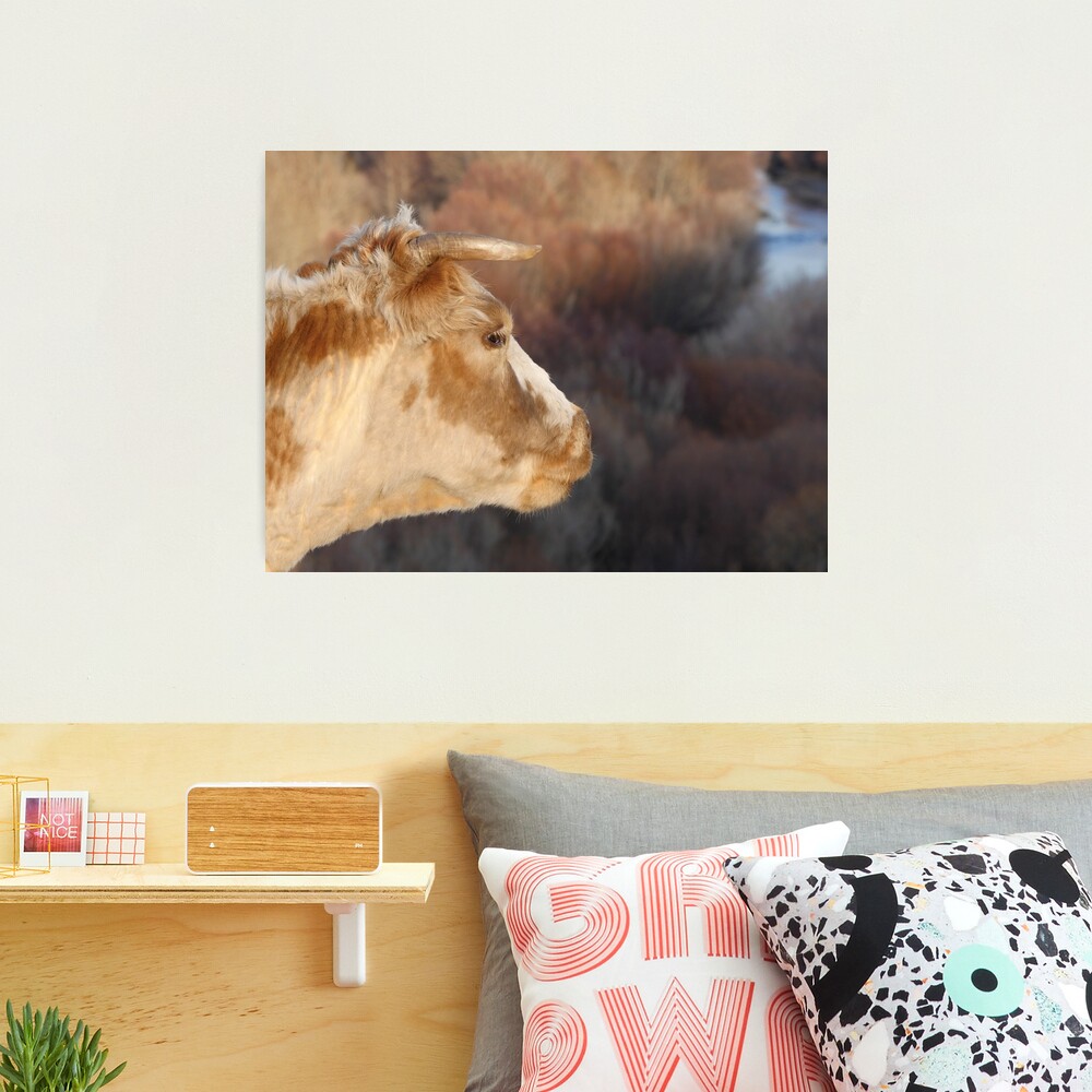 Cow by the river Photographic Print