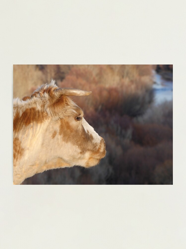 Alternate view of Cow by the river Photographic Print