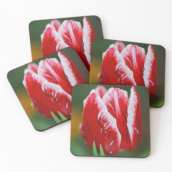 Item preview, Close Red and White Tulip Flower designed and sold by Joy Watson - Natural Light Photography .