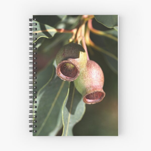 Item preview, Gumnuts of Australia designed and sold by Joy Watson - Natural Light Photography .