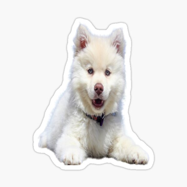 Pet Animal Designs American Eskimo Dog Print Christmas for Women-Lightweight Go Easy Walking Casual Shoes