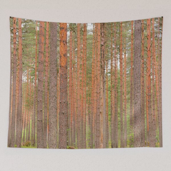 Item preview, Slender tree trunks of a pine forest designed and sold by yarvin13.