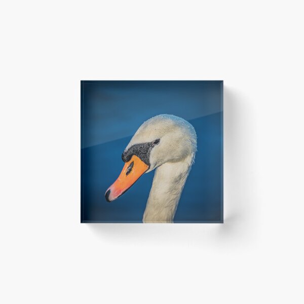 Item preview, Swan portrait designed and sold by AYatesPhoto.