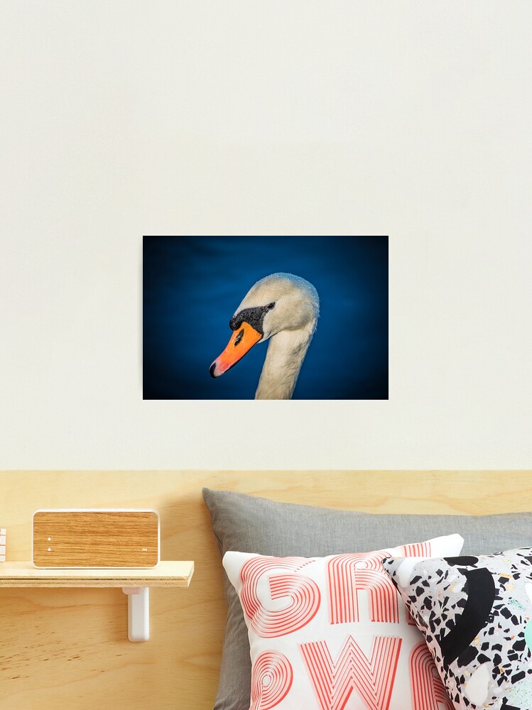 Thumbnail 1 of 3, Photographic Print, Swan portrait designed and sold by AYatesPhoto.