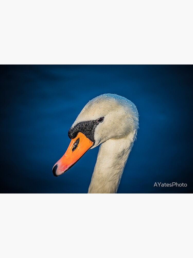 Artwork view, Swan portrait designed and sold by AYatesPhoto