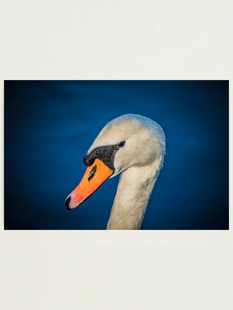 Thumbnail 2 of 3, Photographic Print, Swan portrait designed and sold by AYatesPhoto.