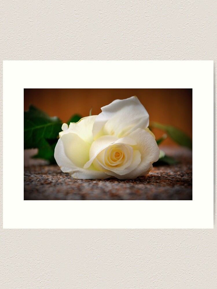Alternate view of White rose Art Print