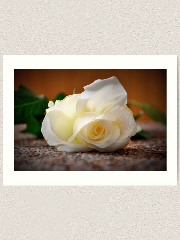 Alternate view of White rose Art Print