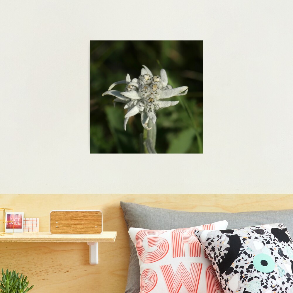 Edelweiss on the mountain Photographic Print