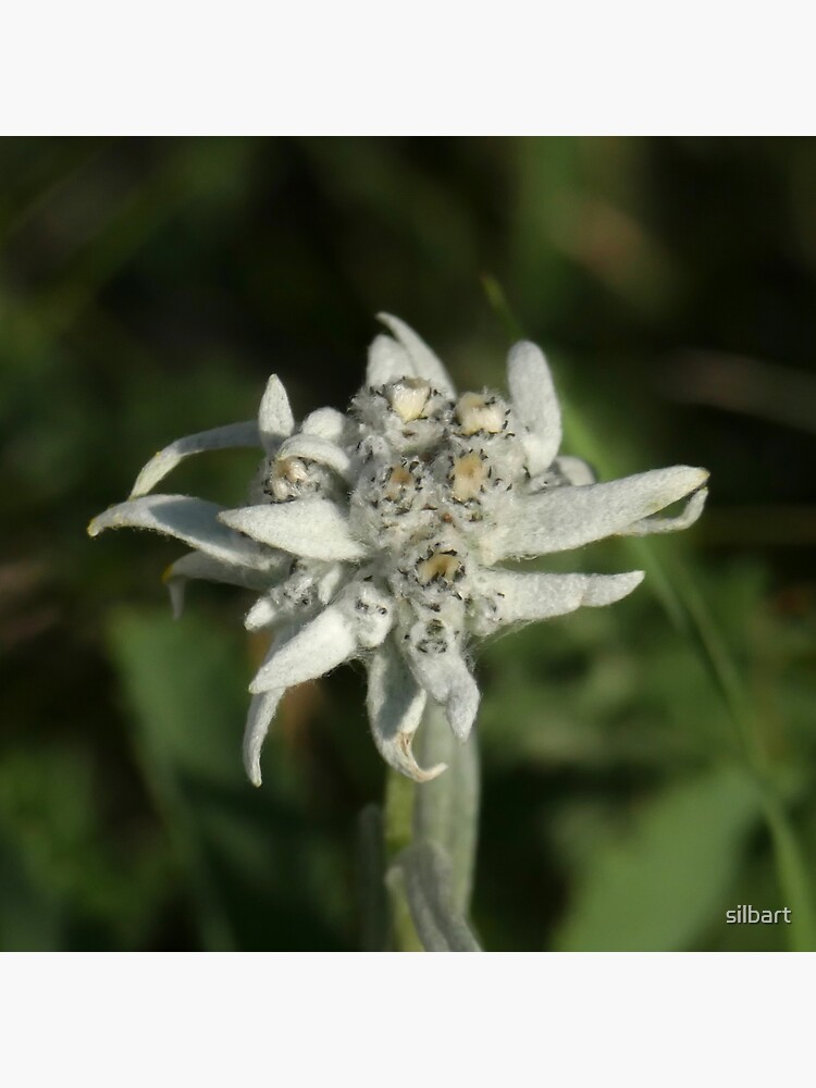 Edelweiss on the mountain by silbart