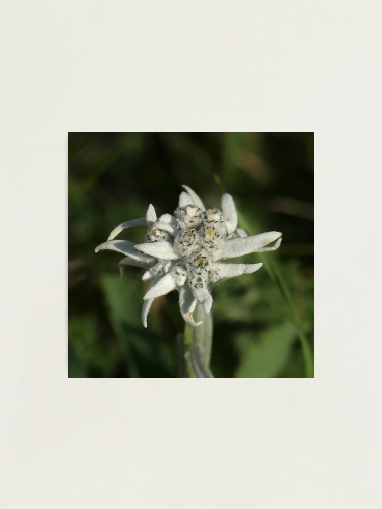 Alternate view of Edelweiss on the mountain Photographic Print