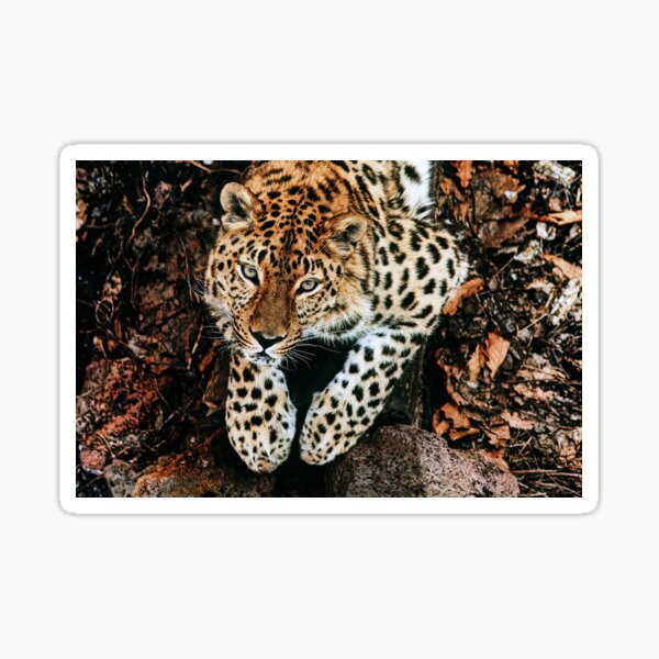 Far Eastern leopard print collection Sticker