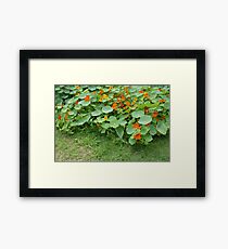 Nasturtium Patch Framed Print