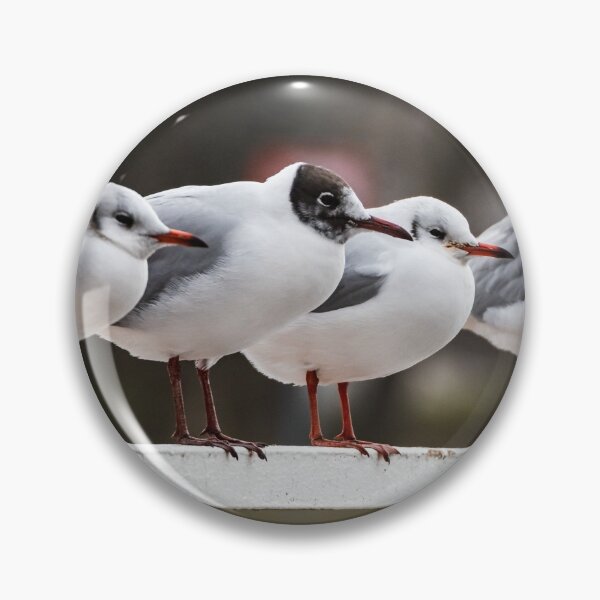 Item preview, Seagulls sit in a straight line on the docks of ships on the Rhine. Strasbourg. designed and sold by Alexander Sorokopud.