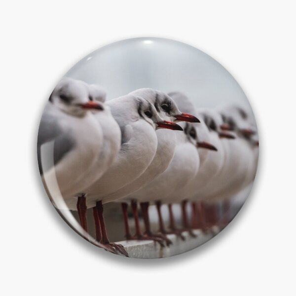 Item preview, Seagulls sit in a straight line on the docks of ships on the Rhine. Strasbourg. designed and sold by Alexander Sorokopud.