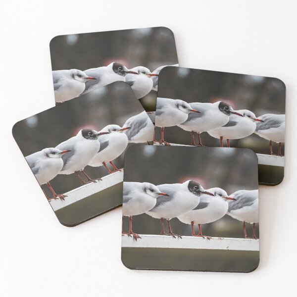 Item preview, Seagulls sit in a straight line on the docks of ships on the Rhine. Strasbourg. designed and sold by Alexander Sorokopud.