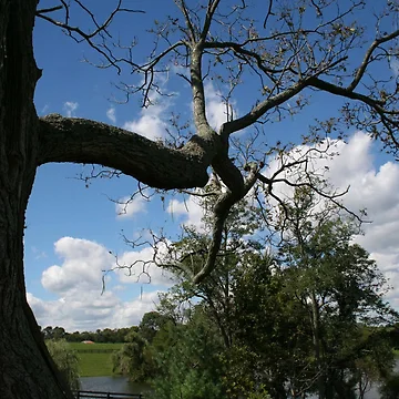 Artwork thumbnail, Tree by YellowBarn