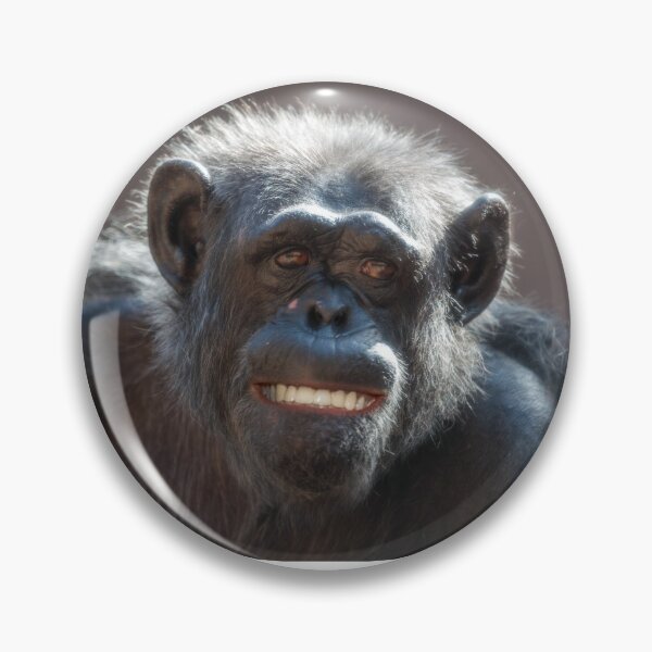 Item preview, Chimpanzee laughs and grins designed and sold by Ingo Gerlach.