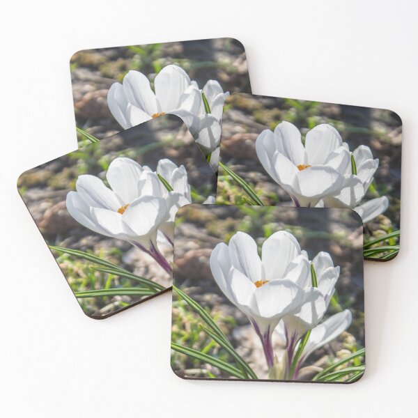Item preview, close up photo of white crocus flowers illuminated by the spring sun designed and sold by nataliavavilina.