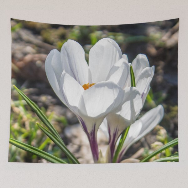 Item preview, close up photo of white crocus flowers illuminated by the spring sun designed and sold by nataliavavilina.