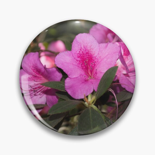 Item preview, close-up photo of three pink rhododendron flowers designed and sold by nataliavavilina.