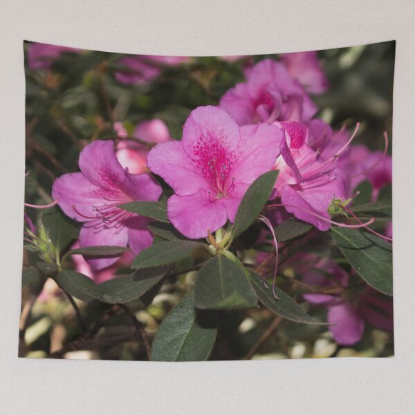 Item preview, close-up photo of three pink rhododendron flowers designed and sold by nataliavavilina.