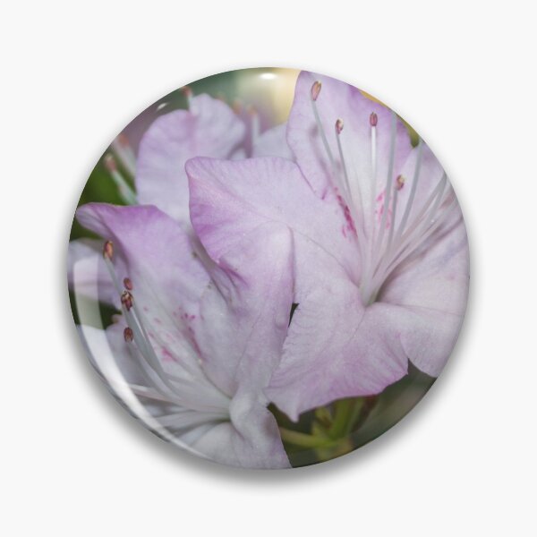 Item preview, three pale pink rhododendron flowers photo on a green background of foliage designed and sold by nataliavavilina.