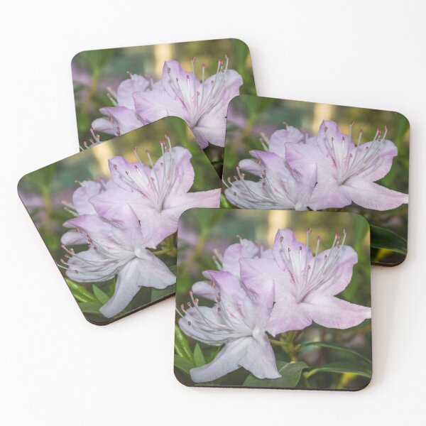 Item preview, three pale pink rhododendron flowers photo on a green background of foliage designed and sold by nataliavavilina.