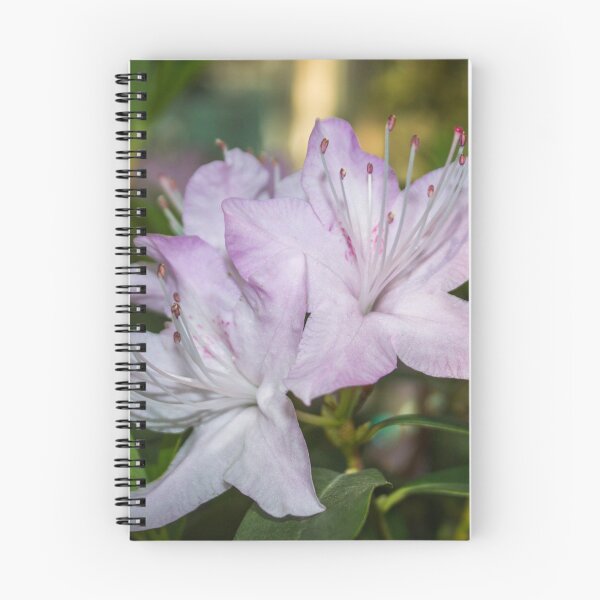Item preview, three pale pink rhododendron flowers photo on a green background of foliage designed and sold by nataliavavilina.