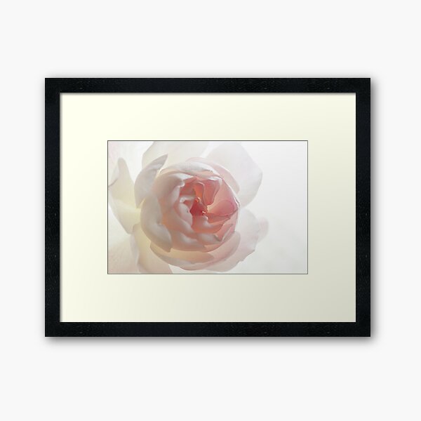 Delicate Rose petals Framed Art Print