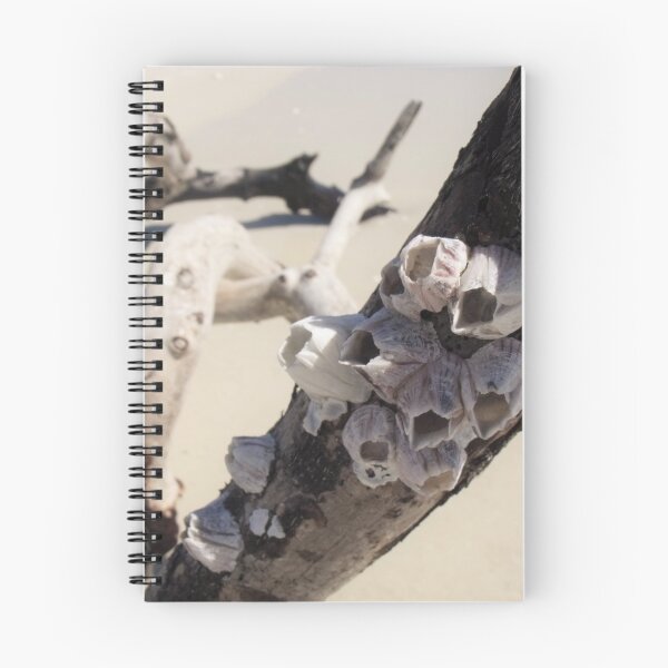 Item preview, Barnacle Branch designed and sold by mackography.