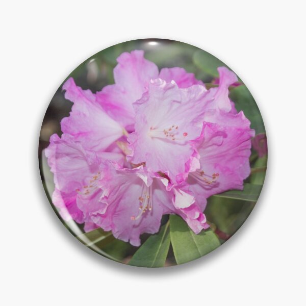Item preview, white pink rhododendron flower with stamens, macro photo designed and sold by nataliavavilina.