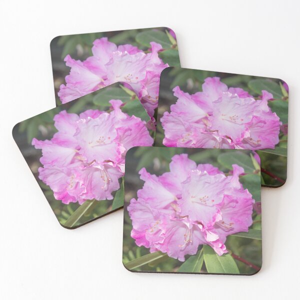 Item preview, white pink rhododendron flower with stamens, macro photo designed and sold by nataliavavilina.