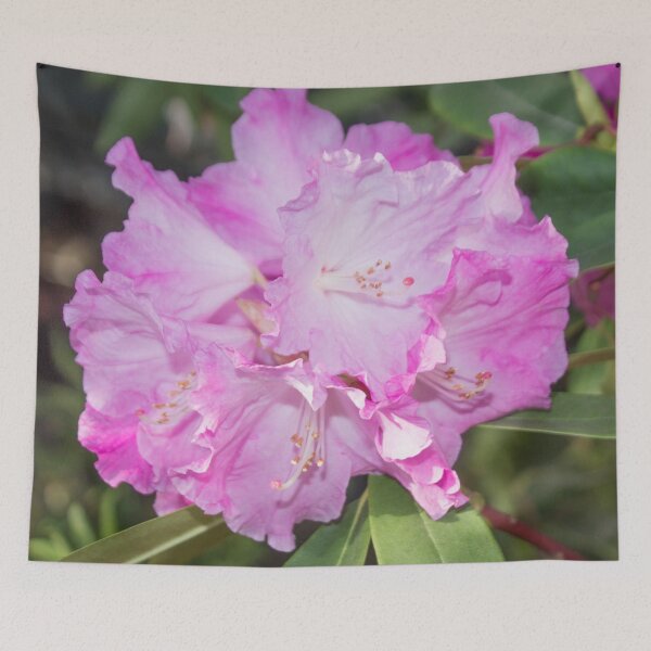 Item preview, white pink rhododendron flower with stamens, macro photo designed and sold by nataliavavilina.