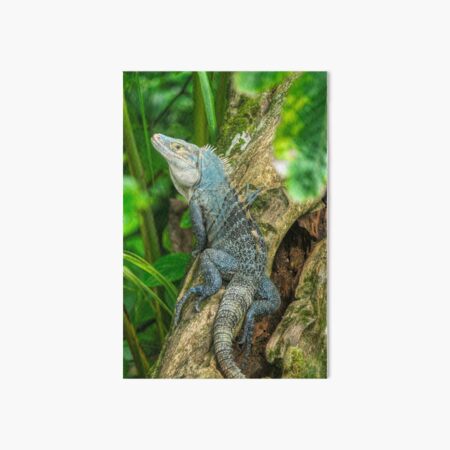 Produits Sur Le Theme Iguane Bleu Redbubble