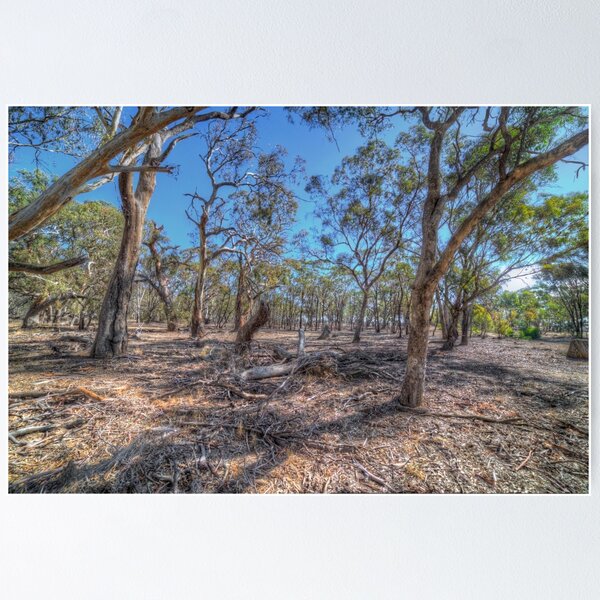 Item preview, Australian gum forest designed and sold by shaynetwright.