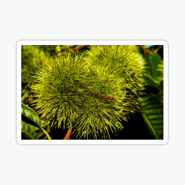 Chestnut Hedgehogs Sticker