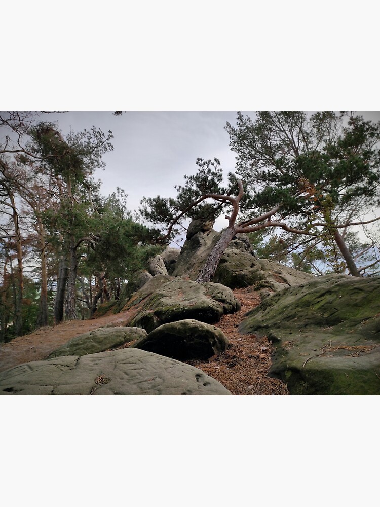 Felsen-Baum von Gourmetkater