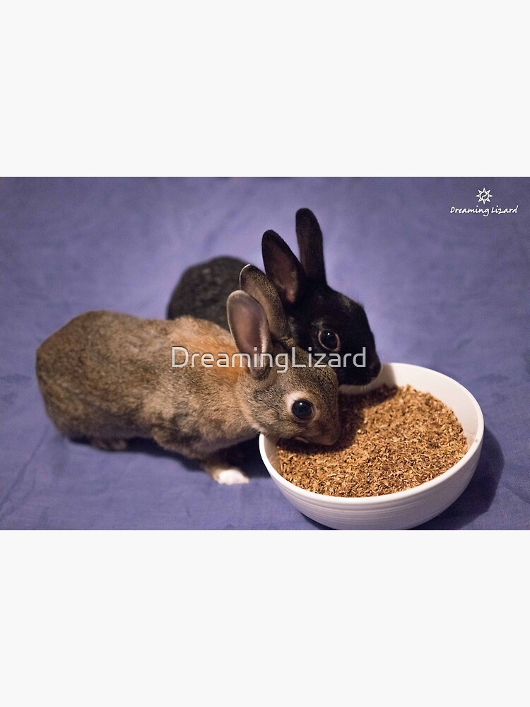 Grains for outlet rabbits