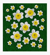 Spring Daffodils Photographic Print