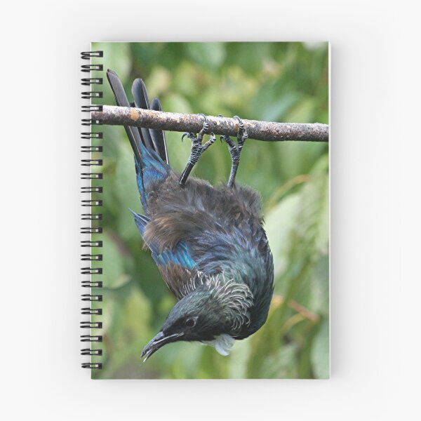 Item preview, Tui........Just hanging about...........! designed and sold by Roy  Massicks.