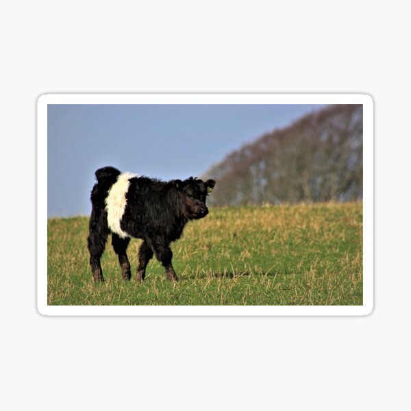 Item preview, Belted Galloway Calf designed and sold by beavo.
